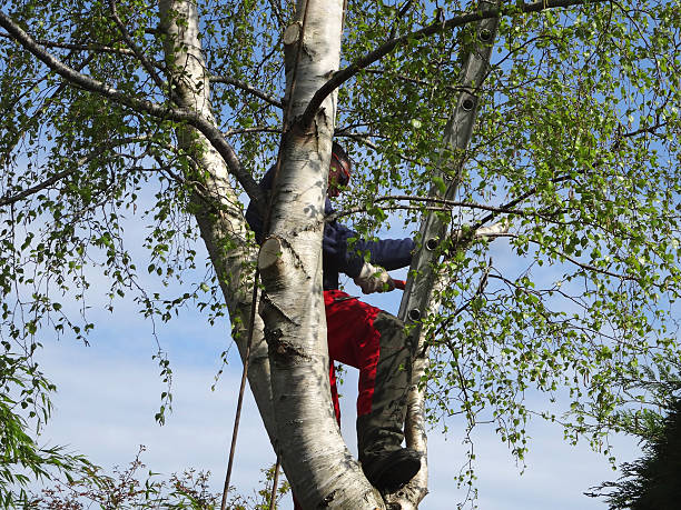 How Our Tree Care Process Works  in  Gap, PA