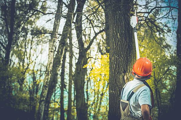 Trusted Gap, PA Tree Care Experts